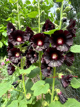 Hollyhock (Black Polish Hollyhock)