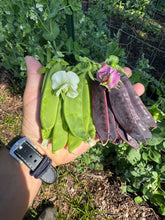 Snow Peas (Big Packet Mix)