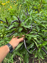 Pepper (Chilaca Pasilla Pepper)🔥