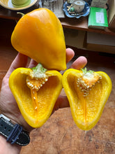 Pepper (Sweet Orange Lesya)