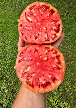 Tomato (Hazel Creek Tomato)