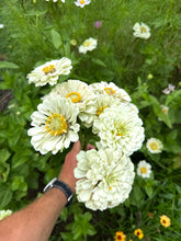 Zinnia Blanco