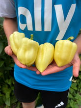 Pepper (Cecei Sweet Pepper)