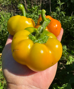 Pepper (Paradicsom Alaku Sarga Szentes Paprika)