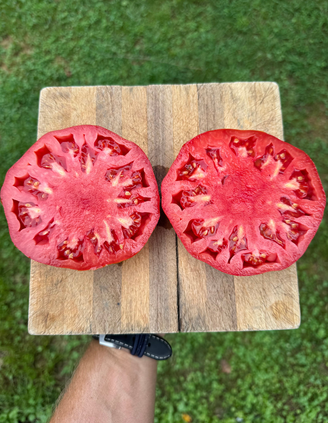 Tomato (Château de Chartres Tomato)