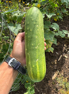 Cucumber (Hungarian Uborka)