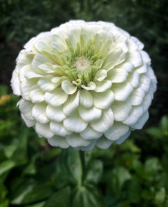 Zinnia Blanco