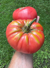 Tomato (Abanillas Spanish Tomato)