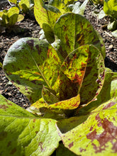 Lettuce (Salasc Speckled Lettuce / Mouchetée de Salasc)