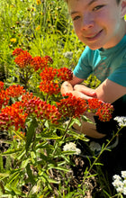 Milkweed (Butterfly Weed)