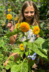 Sunflower (Teddy Bear)