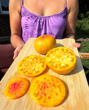 Tomato (Hillbilly Potato Leaf Tomato)