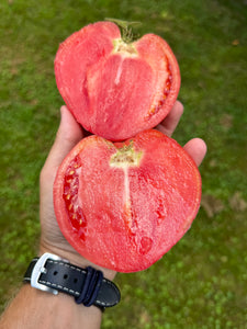 Tomato (Hurricane Helene Tomato)