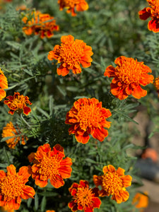 Mexican Marigold (Cempasúchil)