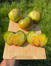 Tomato (Taiga Tomato)