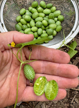 Cucamelon