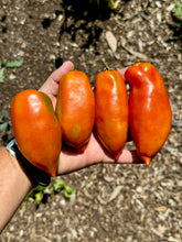 Tomato (Danube Sausage Tomato)