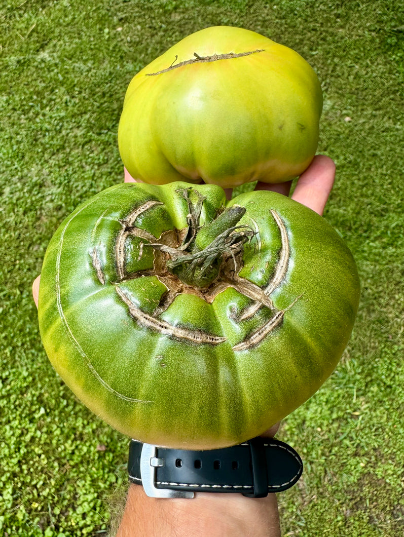 Tomato (Tennessee Green Tomato)