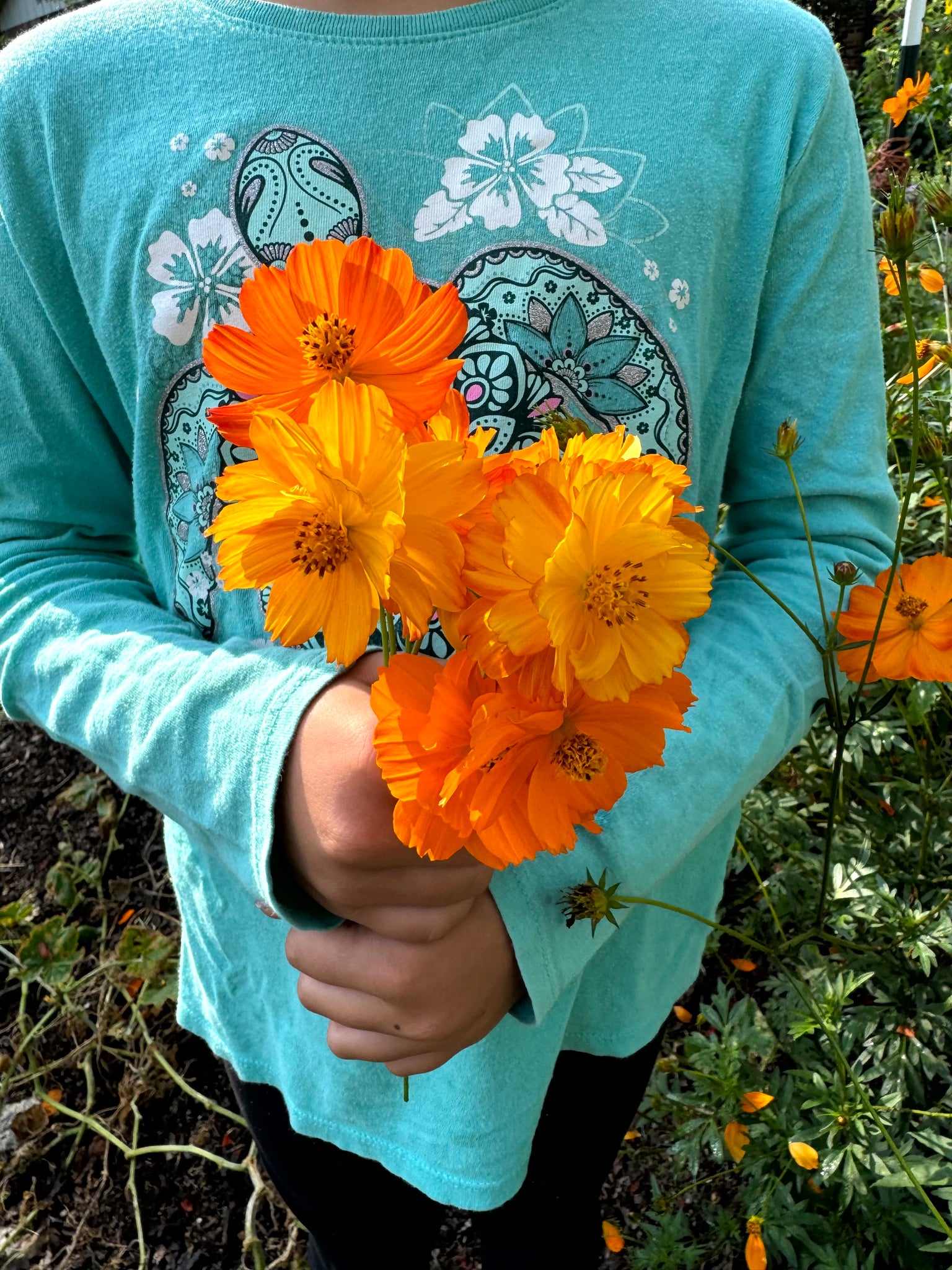 blue cosmos flower seeds Cosmos (Oaxacan Bright Lights) – Kids Seed Co