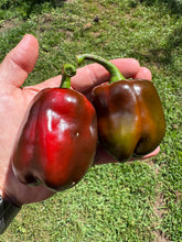 Pepper (Sweet Petit Carré de Nice Pepper)