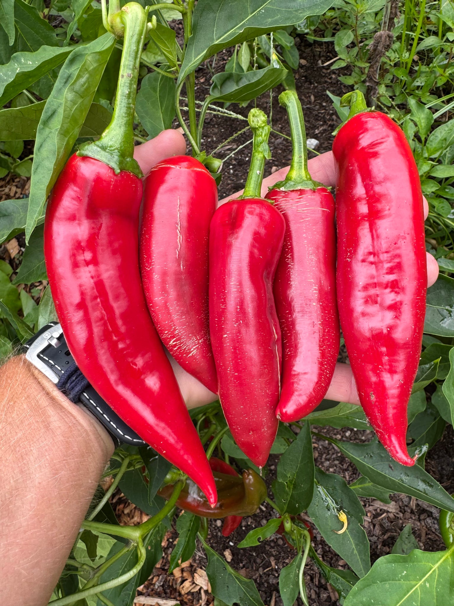 paprika seeds planting Pepper (Boldog Egri Paprika) – Kids Seed Co