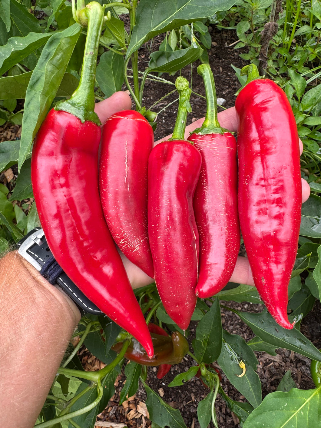 Pepper (Boldog Egri Paprika)