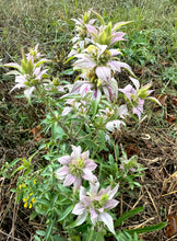 Bee Balm (Spotted bee balm)