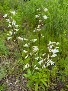Foxglove Beardtongue