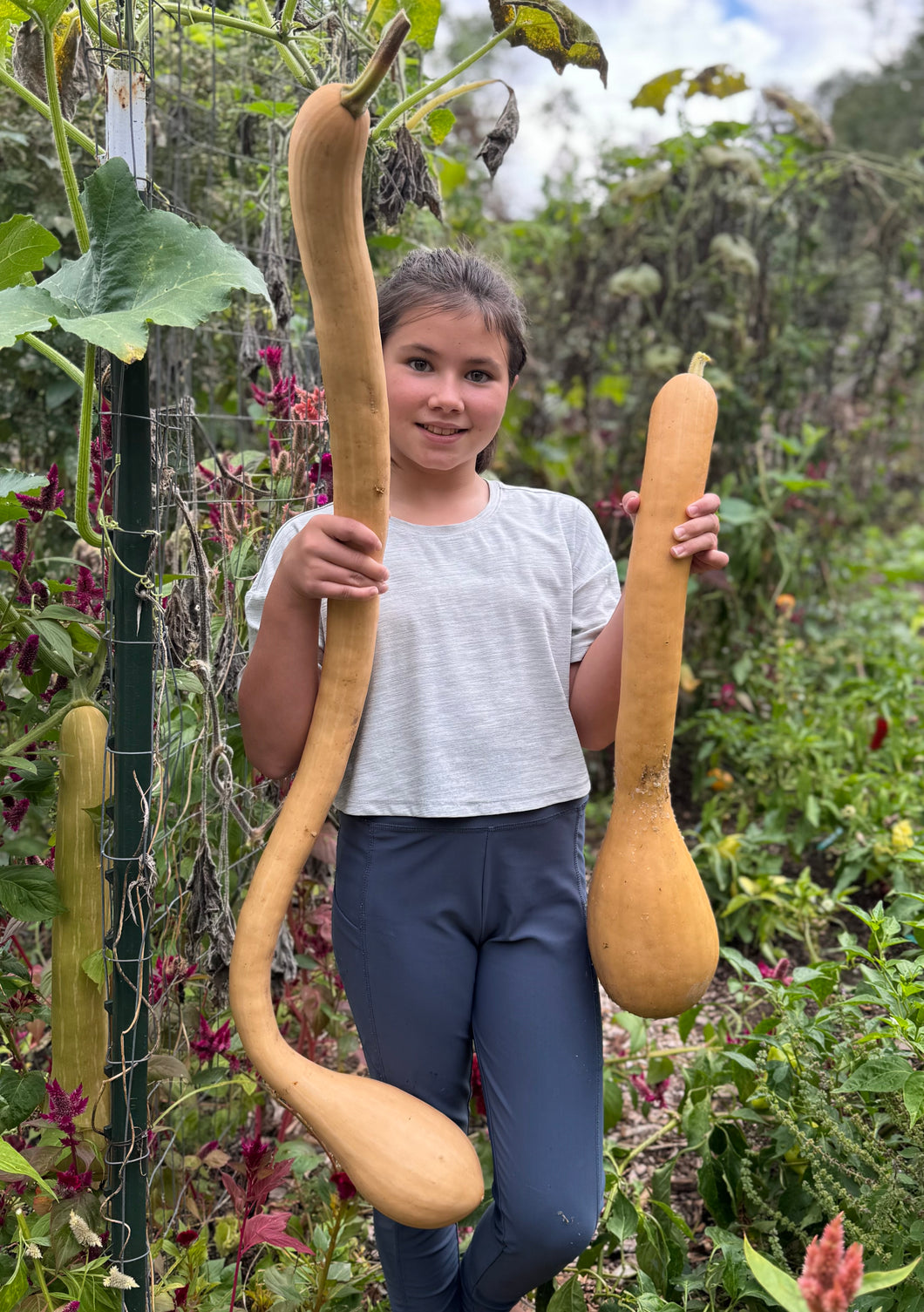 Tromboncino Squash