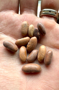 Bean (Royal Burgundy Bean)