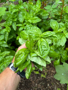 Basil (Genovese)