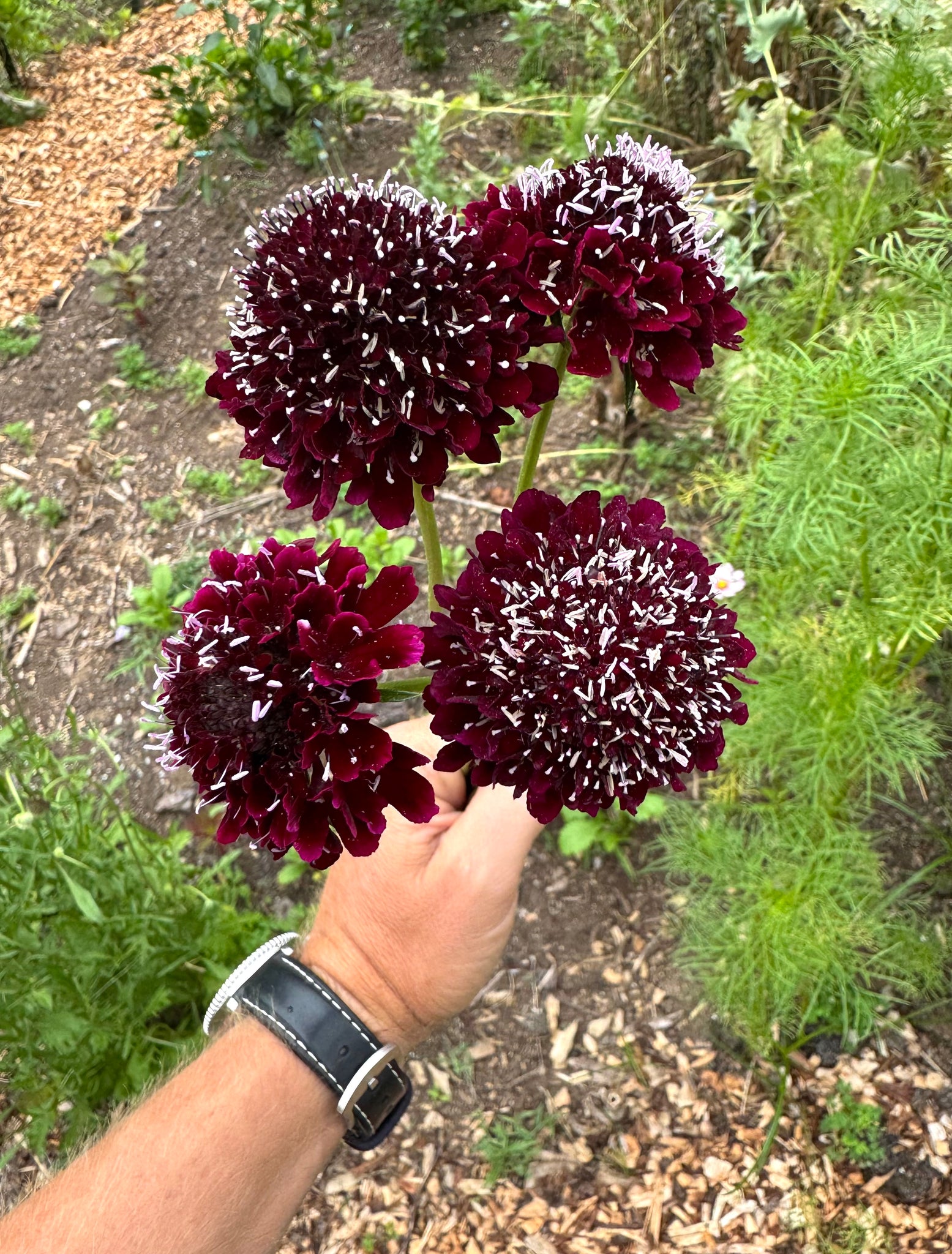 growing pincushion flower from seed Scabiosa (Pincushion Flower) – Kids Seed Co