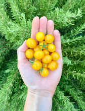 Tomato (Blondkopfchen Tomato)