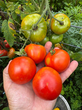 Tomato (Potager de Vilvoorde Tomato)