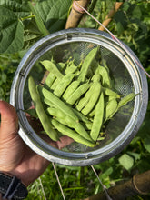 Bean (Flor de Junio Bean)