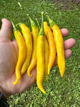 Pepper (Sarit Gat Hot Pepper)🔥🔥