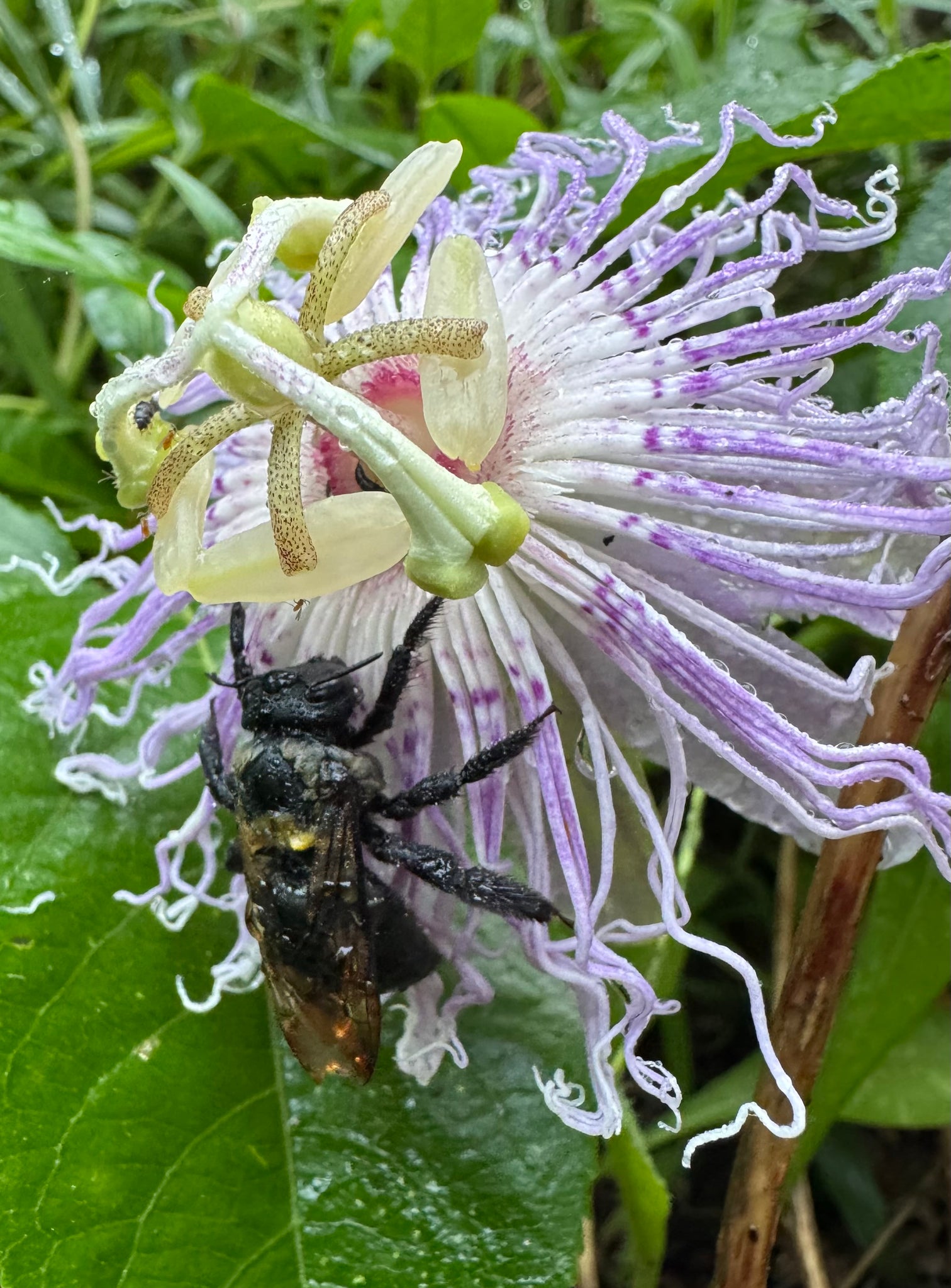 passion bee flower seeds Passionflower / Maypop – Kids Seed Co