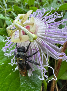 Passionflower / Maypop