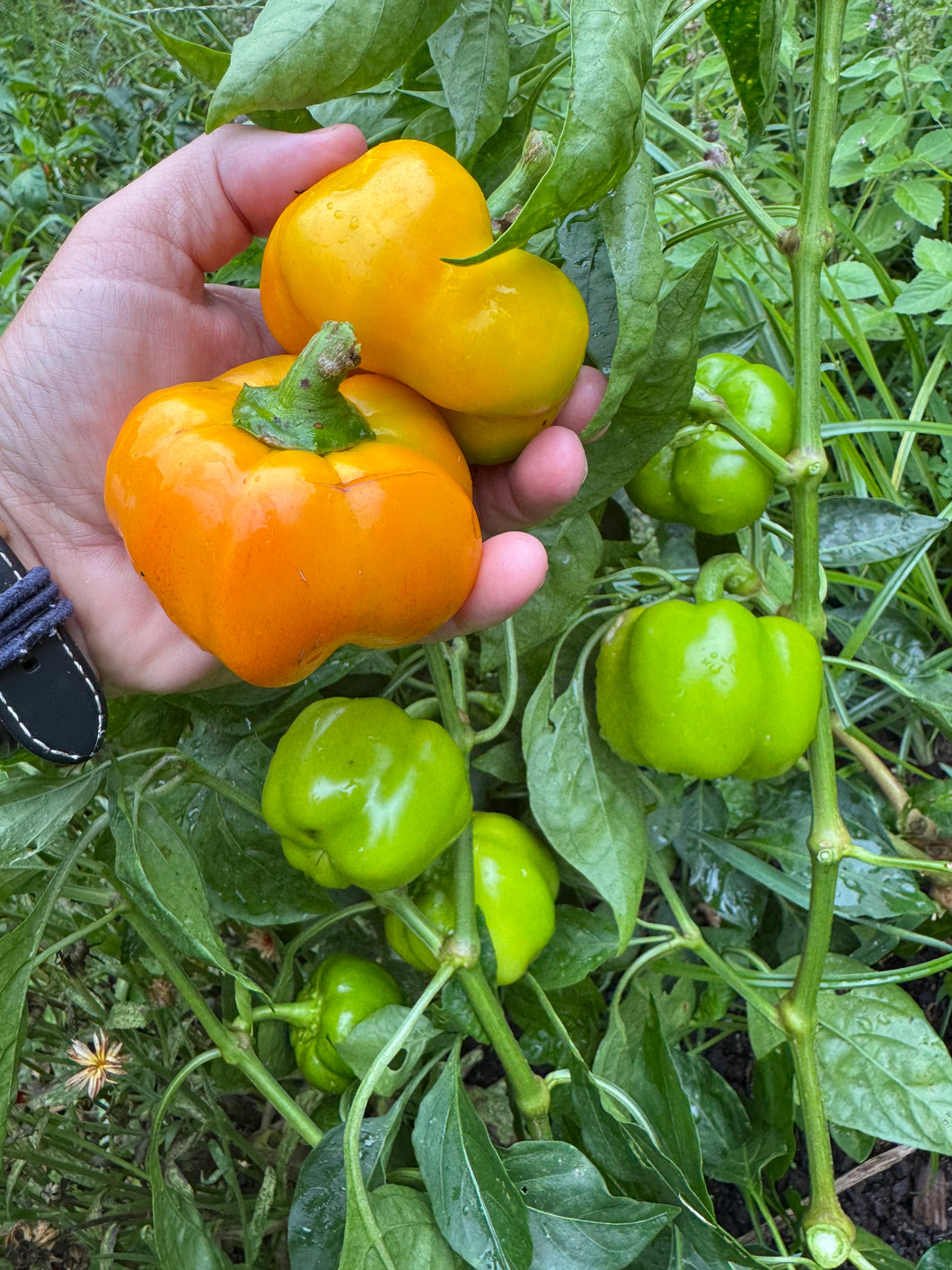 Pepper (Paradicsom Alaku Sarga Szentes Paprika)