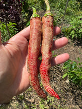 Pepper (Vezenka "Macedonian Embroidered" Pepper)🔥