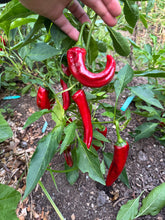 Pepper (Boldog Egri Paprika)