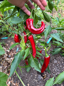 Pepper (Boldog Egri Paprika)