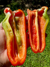 Pepper (Largo de Reus Sweet Pepper)