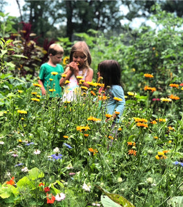 Wildflower Seed Mix