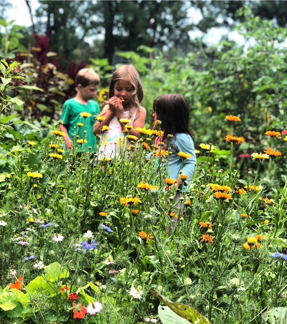 Wildflower Seed Mix