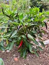 Pepper (Chilaca Pasilla Pepper)🔥