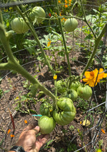 Tomato (Hurricane Helene Tomato)