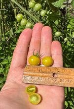 Tomato (Reunion Island Tropical Cherry Tomato)