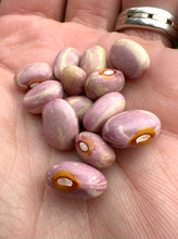 Bean (Flor de Junio Bean)