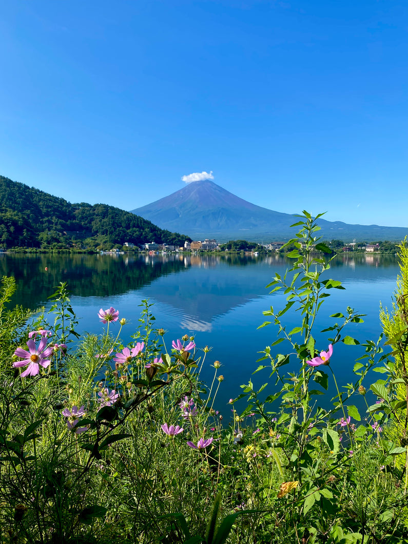 Cosmos (Mount Fuji)